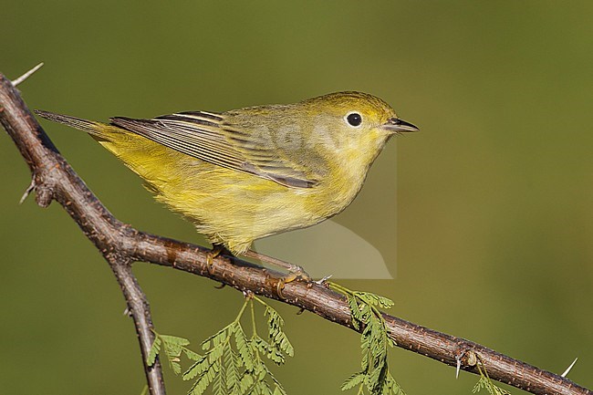 Adult female
Galveston Co., TX
May 2012 stock-image by Agami/Brian E Small,