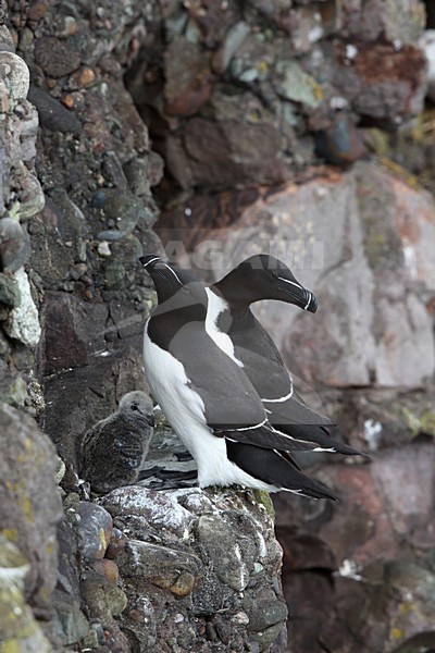 Paartje Alken met jong, Pair of Razorbills with young stock-image by Agami/Chris van Rijswijk,