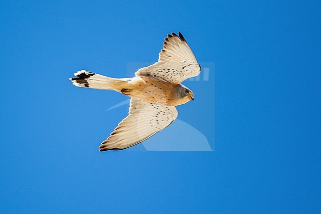 Adult male Lesser Kestrel (Falco naumanni) flying overhead in Extremadura, Spain. stock-image by Agami/Oscar Díez,