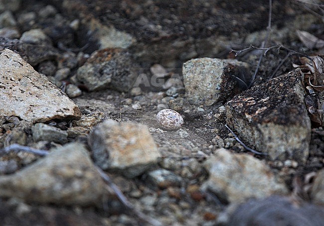 Pygmy Nightjar (Nyctipolus hirundinaceus hirundinaceus) nest in Brazil. Egg on the ground. stock-image by Agami/Andy & Gill Swash ,