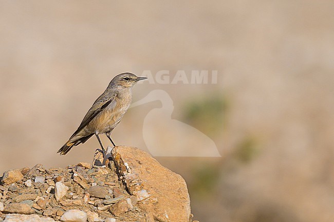 Persian Wheatear, Oenanthe chrysopygia, in Oman. Also known as red-tailed wheatear, rusty-tailed wheatear or Afghan wheatear stock-image by Agami/Sylvain Reyt,