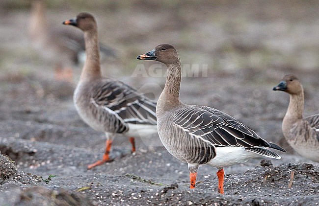 Tundra Bean Goose (Anser serrirostris) standing alert in a field in the Netherlands. stock-image by Agami/Fred Visscher,