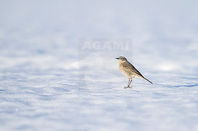 Water Pipit - Bergpieper - Anthus spinoletta ssp. spinoletta, Austria, adult stock-image by Agami/Ralph Martin,