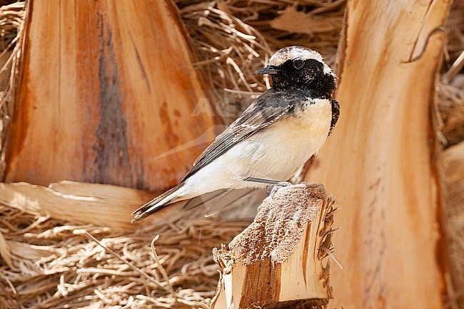 Second-summer male Pied Wheatear (Oenanthe pleschanka) in palm plantage near Eilat, Israel during spring migration. stock-image by Agami/Marc Guyt,