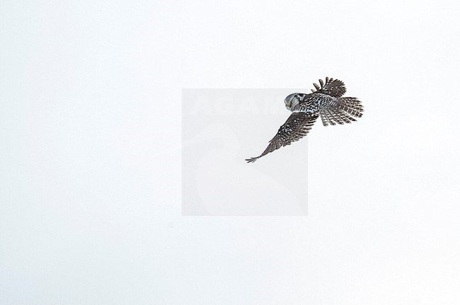 Hunting Northern Hawk Owl (Surnia ulula) during a cold winter in Kuusamo, Finland. stock-image by Agami/Marc Guyt,
