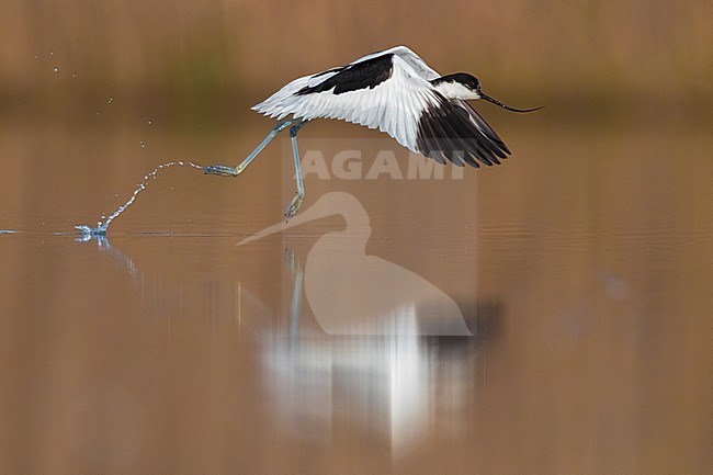 Pied Avocet; Recurvirostra avosetta stock-image by Agami/Daniele Occhiato,