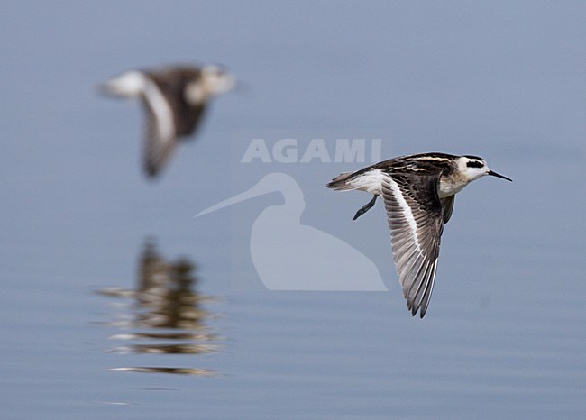 Grauwe Franjepoot, Red-necked Phalarope, Phalaropus lobatus stock-image by Agami/Mike Danzenbaker,