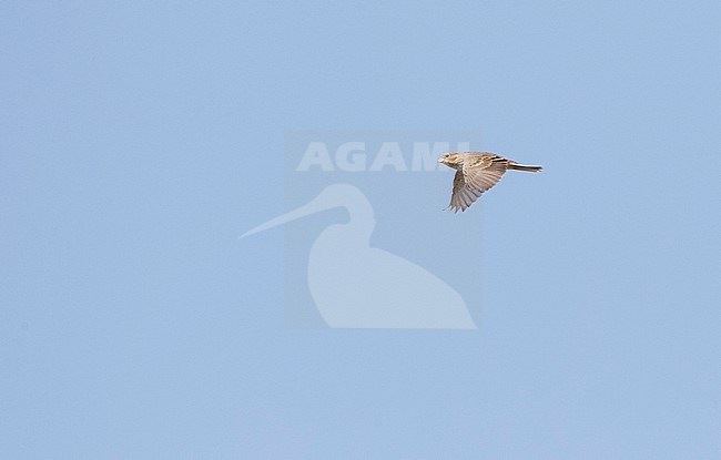 Corn Bunting (Emberiza calandra) during autumn migration in Cape Kaliakra, along the Bulgarian Black sea coast. stock-image by Agami/Marc Guyt,