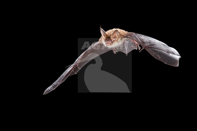 Bechsteins Vleermuis in de vlucht; Bechstein\'s Bat in flight stock-image by Agami/Theo Douma,