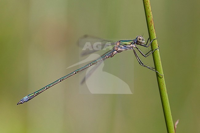 Adult male Common Emerald Damselfly (Lestes sponsa) resting on a green stem at the Hatertse Vennen in the Netherlands. stock-image by Agami/Fazal Sardar,