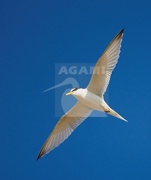 Dwergstern volwassen vliegend; Little Tern adult flying stock-image by Agami/Jari Peltomäki,