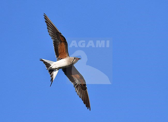 Adult Collared Pratincole (Glareola pratincola) during late summer or early autumn in Spain. stock-image by Agami/Laurens Steijn,