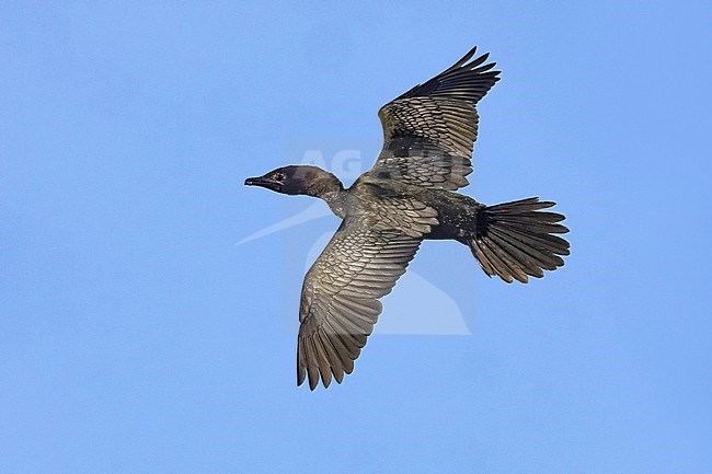 Pygmy Cormorant, Microcarbo pygmeus, in Italy. stock-image by Agami/Daniele Occhiato,