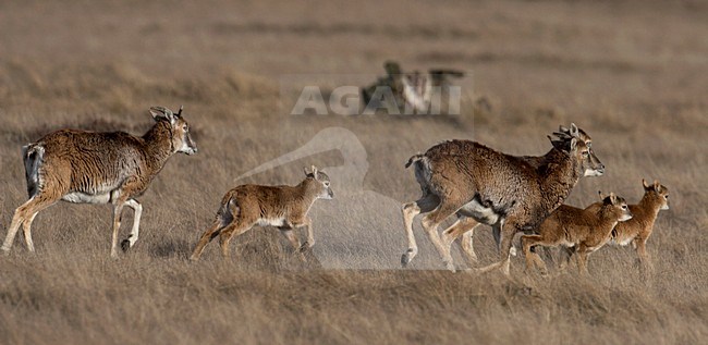 Moeflon vrouwtjes met jongen rennend; Mouflon females and young running stock-image by Agami/Wim Wilmers,