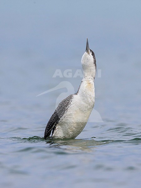 Red-throated Diver (Gavia stellata) wintering in Italy, Stretching. stock-image by Agami/Daniele Occhiato,