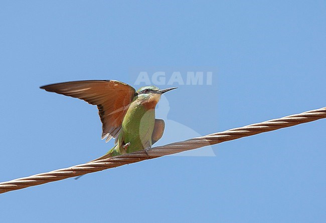 Adult African Blue-cheeked Bee-eater (Merops persicus chrysocercus) wintering in the Gambia. Perched on a wire. stock-image by Agami/Roy de Haas,