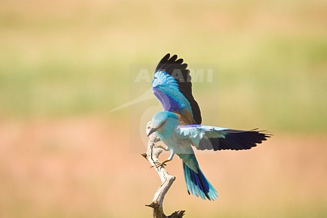 Scharrelaar landend op tak; European Roller landing on perch stock-image by Agami/Marc Guyt,