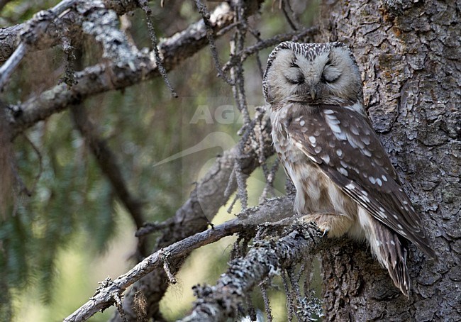 Ruigpootuil in denneboom; Boreal owl in pine tree stock-image by Agami/Markus Varesvuo,