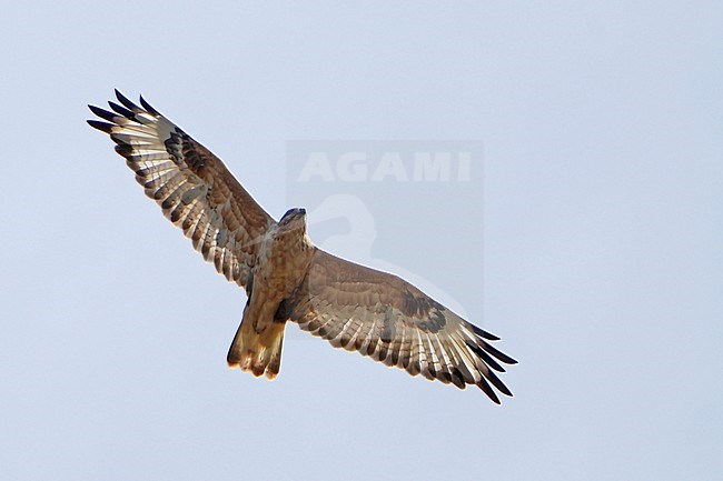 Eastern Buzzard (Buteo japonicus) during autumn migration in Mongolia. stock-image by Agami/Dani Lopez-Velasco,