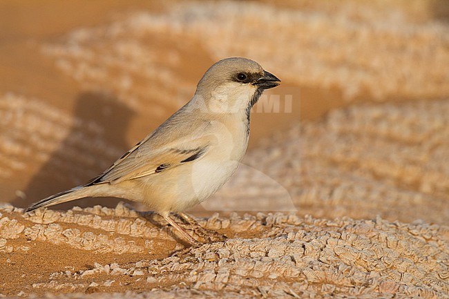 Desert Sparrow - WÃ¼stensperling - Passer simplex ssp. saharae, adult male, Morocco stock-image by Agami/Ralph Martin,