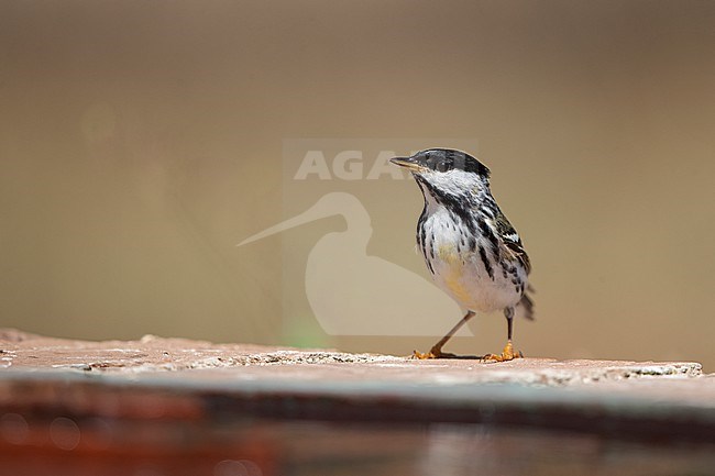 Male Blackpoll Warbler (Setophaga striata) perched on wall in Dry Tortugas, USA stock-image by Agami/Helge Sorensen,