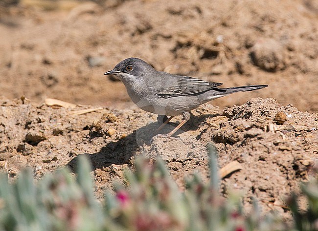 Female Rüppell's Warbler (Sylvia rueppelli) during spring migration in Egypt stock-image by Agami/Edwin Winkel,