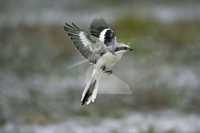 Great Grey Shrike adult hovering; Klapekster volwassen biddend stock-image by Agami/Jari Peltomäki,
