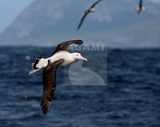 Adult of the critically endangered Tristan Albatross (Diomedea dabbenena) in flight at sea off Gough island. Other seabirds in the background. stock-image by Agami/Marc Guyt,