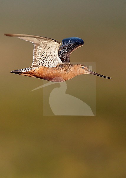 Rosse Grutto, Bar-tailed Godwit stock-image by Agami/Markus Varesvuo,