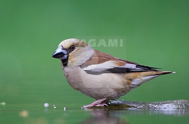 Appelvink aan waterkant; Hawfinch at waterside stock-image by Agami/Markus Varesvuo,