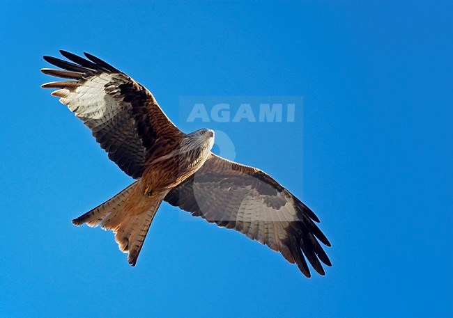 Rode Wouw in de vlucht; Red Kite in flight stock-image by Agami/Markus Varesvuo,