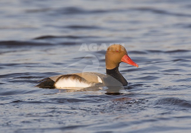 Red-crested Pochard male swimming; Krooneend man zwemmend stock-image by Agami/Marc Guyt,