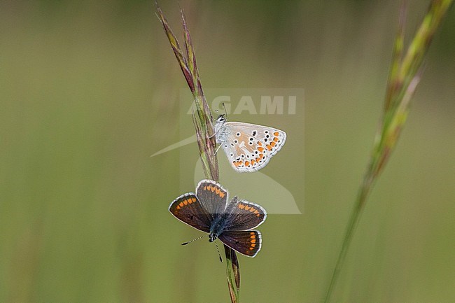 Man en vrouw Bruin blauwtje, Male and famale Brown Argus stock-image by Agami/Iolente Navarro,