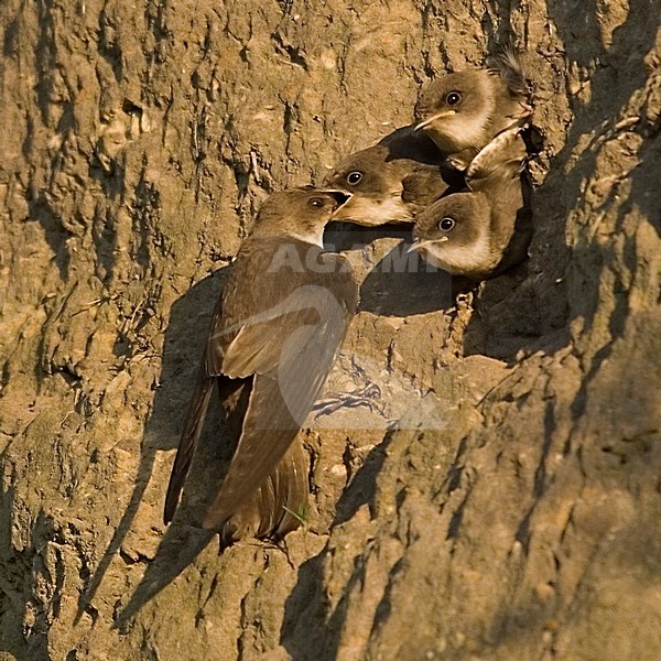 Sand Martin feeding young; Oeverzwaluw jong voerend stock-image by Agami/Han Bouwmeester,