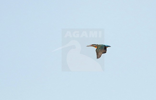 Common Kingfisher (Alcedo atthis) at Nivå in Denmark. Flying rapidly past, like a blue flash. stock-image by Agami/Helge Sorensen,