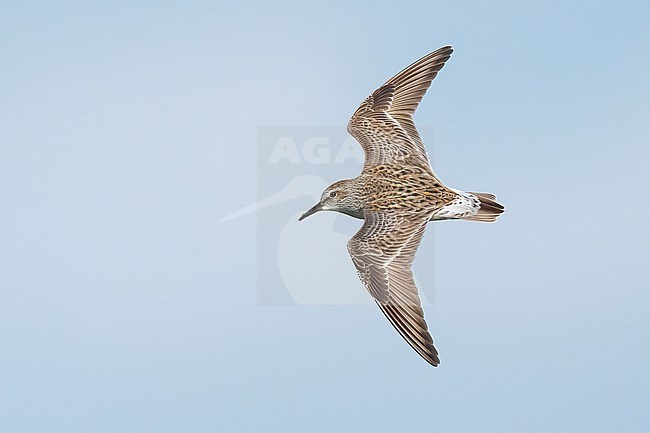 Adult breeding
Galveston Co., TX
May 2023 stock-image by Agami/Brian E Small,