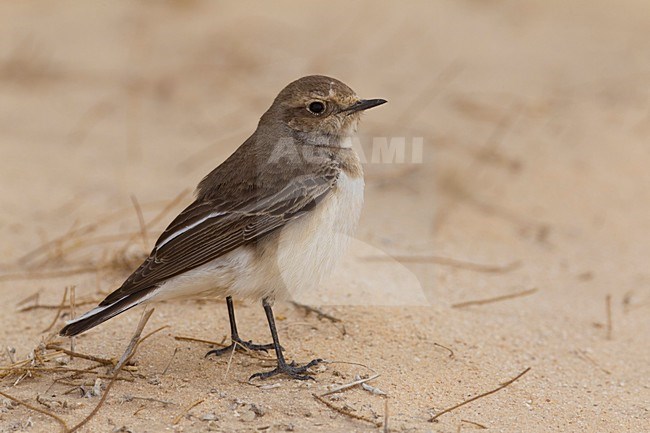 Bonte Tapuit, Pied Wheatear stock-image by Agami/Daniele Occhiato,