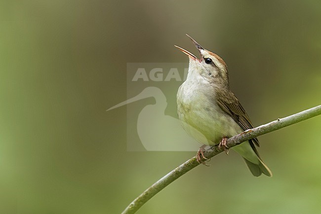 Swainson's Warbler (Limnothlypis swainsonii) Perched on a branch in USA stock-image by Agami/Dubi Shapiro,