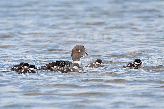 Barrow's Goldeneye, IJslandse Brilduiker, Bucephala islandica adult female with ducklings stock-image by Agami/Ralph Martin,