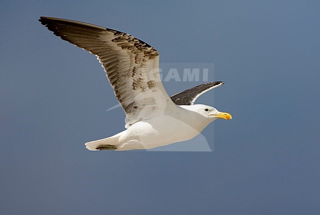 Kelpmeeuw in de vlucht; Cape Gull in flight stock-image by Agami/Marc Guyt,