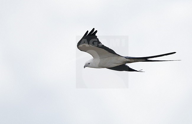 Swallow-tailed Kite (Elanoides forficatus), adult in flight at Everglades NP, Florida, USA stock-image by Agami/Helge Sorensen,