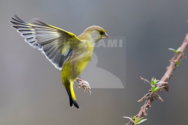 Vliegende Groenling; Greenfinch in flight stock-image by Agami/Daniele Occhiato,