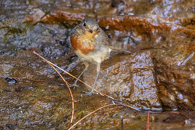 Juvenile moulting to first-winter Gran Canaria Robin (Erithacus rubecula marionae) sitting on a stream in Inagua area in Gran Canaria, Canary Islands, Spain. stock-image by Agami/Vincent Legrand,