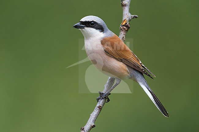 Adult Red-backed Shrike (Lanius collurio) perched on a twig in Italy. stock-image by Agami/Daniele Occhiato,