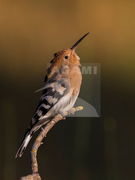 Hop zittend op tak; Eurasian Hoopoe perched on a branch stock-image by Agami/Daniele Occhiato,
