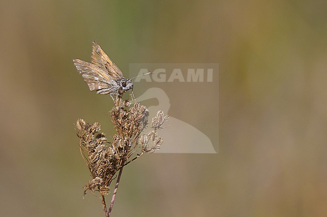 Mallow skipper (Carcharodus alceae) foraging, with the vegetation as background. stock-image by Agami/Sylvain Reyt,
