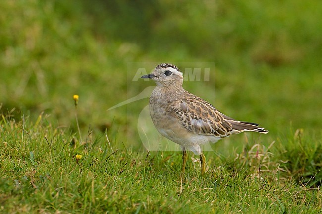 Piviere tortolino; Dotterel; Eudromias morinellus stock-image by Agami/Daniele Occhiato,