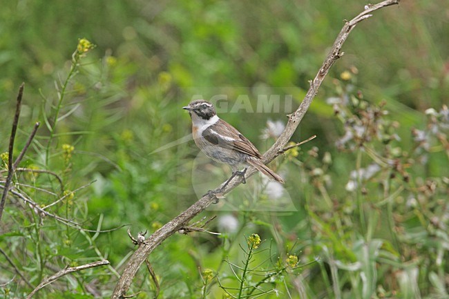 Canarische Roodborsttapuit zittend; Canary Islands Chat perched stock-image by Agami/Bill Baston,