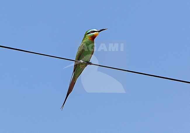 Merops persicus chrysocercus, Blue-cheeked Bee-eater stock-image by Agami/Andy & Gill Swash ,