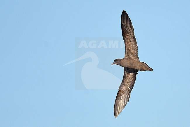 Bulwer's Petrel (Bulweria bulwerii) at sea off Madeira stock-image by Agami/Eduard Sangster,